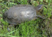Sumpfschildkröte