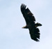 Seeadler