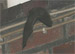 Breitflügel-Fledermaus