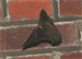 Breitflügel-Fledermaus