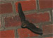 Breitflügel-Fledermaus